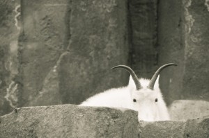 Mountain Goat in Zoo