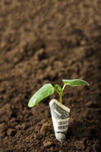 Seedling in a dollar bill planter